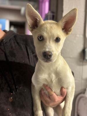 Frankie-Stein, Mixed Breed, puppy, available for adoption