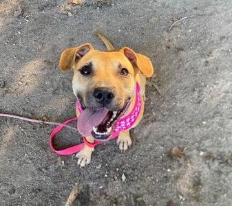 A happy brown dog with floppy ears, wearing a pink bandana and a pink leash, sitting on a concrete surface and looking up with its tongue out.