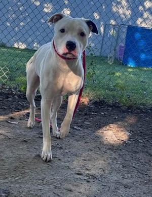 Chloe, Mixed Breed, young, available for adoption