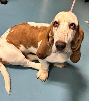 Brenda, Basset Hound, young, available for adoption