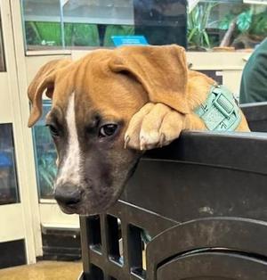 Cobalt, Mixed Breed, puppy, available for adoption