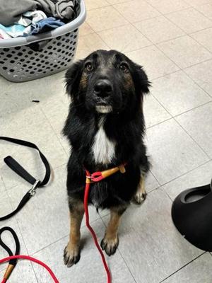 Ferrah, Australian Shepherd / Mixed Breed, adult, available for adoption