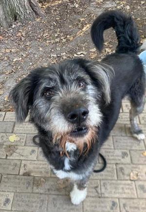 a black and white dog with a curly tail standing on a brick path