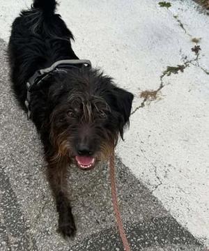 Dexter, Mixed Breed, puppy, available for adoption