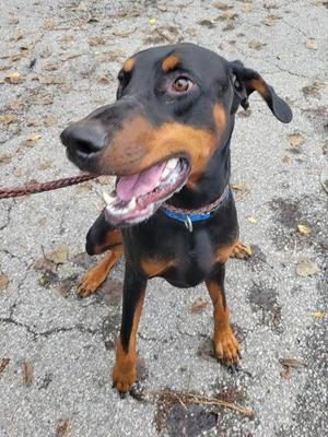 Dutchman, Doberman Pinscher / Mixed Breed, adult, available for adoption