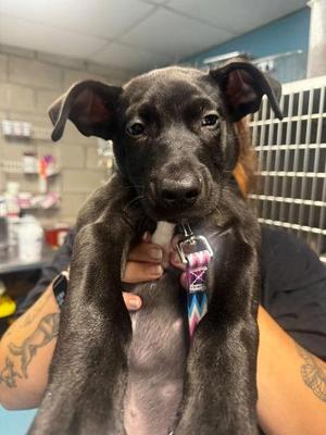 Donatello, Mixed Breed, puppy, available for adoption