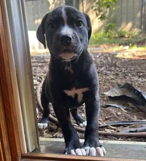 Calcium, Mixed Breed, puppy, available for adoption