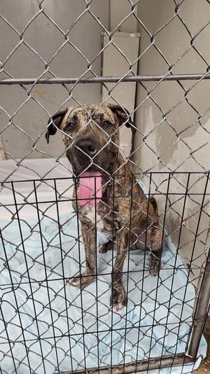 A brindle-colored dog with a pink tongue sticking out, sitting behind a chain-link fence in a kennel.