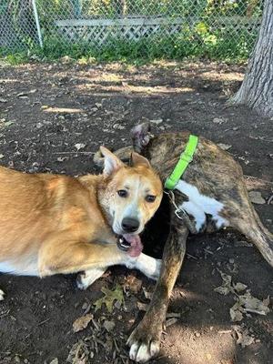 Balerion, Mixed Breed, puppy, available for adoption