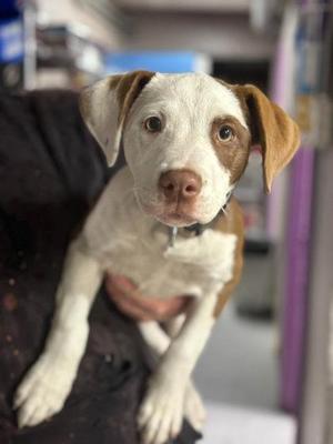 Draculaura, Mixed Breed, puppy, available for adoption