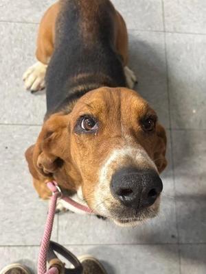 Flash, Basset Hound, young, available for adoption