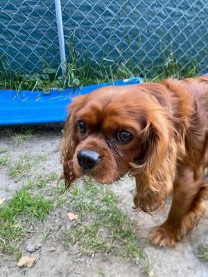 Bently, Cavalier King Charles Spaniel / Mixed Breed, adult, available for adoption