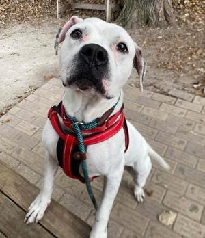 Bidzil, Boxer / Mixed Breed, adult, available for adoption