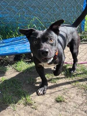 Buccee, Mixed Breed, puppy, available for adoption