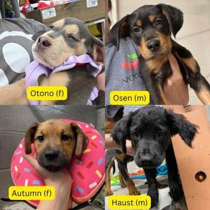 Haust, Mixed Breed, puppy, available for adoption