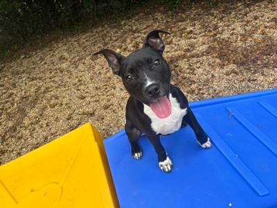 Toby Maguire (61332727), Pit Bull Terrier Mix, young, available for adoption