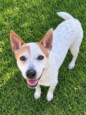 Spot (21307757), Australian Cattle Dog Mix, senior, available for adoption