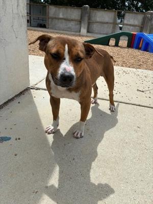 Clover, Pit Bull Terrier Mix, adult, available for adoption