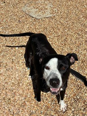 Scarlet, Mixed Breed, adult, available for adoption