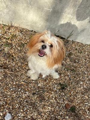A small dog with long, fluffy fur, standing on a gravel surface. The dog has a light brown and white coat, with its mouth open in a happy expression, showing its teeth. The background is a concrete wall.