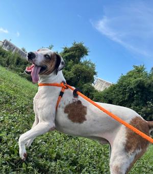 Blitz, Catahoula Leopard Hound Mix, adult, available for adoption