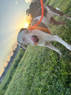 Squirt, Catahoula Leopard Hound Mix, adult, available for adoption