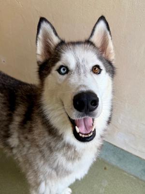 Puffball, Siberian Husky Mix, adult, available for adoption