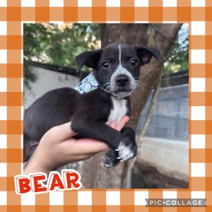 Bear, Terrier, puppy, available for adoption