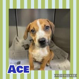 A brown and white puppy named Ace sitting on a newspaper with a green and white striped background.