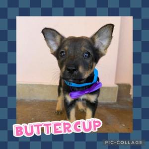 A black and tan puppy with large ears and a blue and purple collar, standing on a wooden floor with a pink wall in the background. The word "BUTTERCUP" is written in pink letters at the bottom of the image.