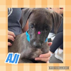 A black puppy with a pink flower on its forehead, being held by a person.