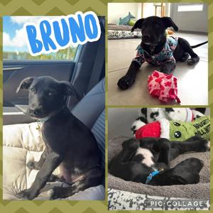 Bruno, Labrador Retriever, puppy, available for adoption