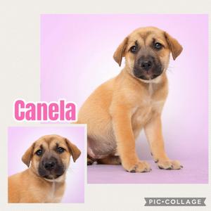 A collage of two images featuring a light brown puppy with floppy ears and a black nose. The puppy is sitting on a purple background. The name "Canela" is written in pink text on the left side of the image. The word "PIC-COLLAJE" is written in white text at the bottom right corner.