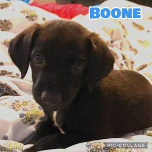 Boone, Labrador Retriever, puppy, available for adoption