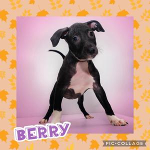 A black and white puppy named Berry standing on a pink background with a leaf pattern border.