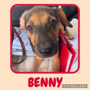 A close-up photo of a brown and black puppy named Benny, looking directly at the camera with big eyes. The puppy is sitting on a surface with a red object and some papers in the background. The image has a red border and the name "BENNY" written in red at the bottom.