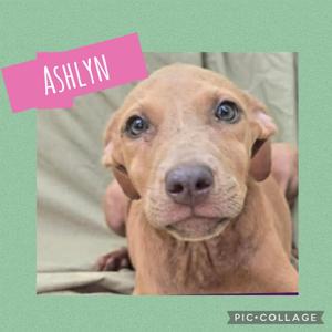 A close-up of a brown puppy with big eyes and floppy ears, named Ashlyn, looking directly at the camera.