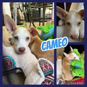 Cameo, Labrador Retriever, puppy, available for adoption