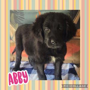 A black puppy named Abby standing on a patterned blanket with a colorful striped background.