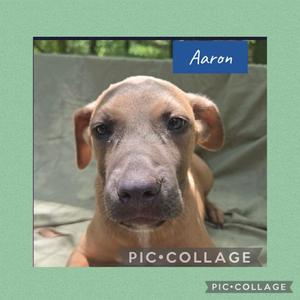 A brown puppy with floppy ears and a black nose, looking directly at the camera. The name "Aaron" is written in white text on a blue background in the upper right corner of the image. The text "PIC-COLLAGE" is visible at the bottom of the image.