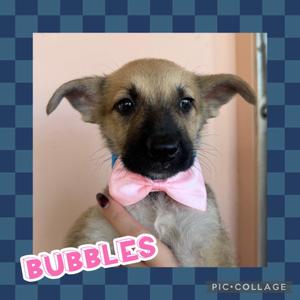 Bubbles, Labrador Retriever / Chihuahua, puppy, available for adoption