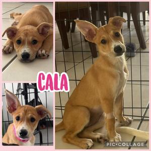 Cala, Basenji / Cattle Dog, puppy, available for adoption