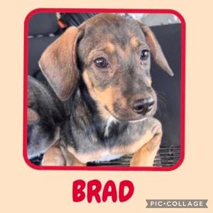 A close-up of a brown and black dog with floppy ears, named Brad, lying down. The image is framed with a red border and has the name "BRAD" written in red text below it.