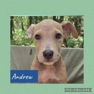 A close-up of a light brown puppy with large ears and dark eyes, sitting on a green surface with a blurred background of trees. The name 'Andrew' is written in white text on a blue rectangle in the lower left corner.