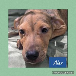 A close-up of a brown dog with floppy ears lying on a green blanket. The dog has a black nose and dark eyes. The name "Alex" is written in white text on a blue background in the lower right corner of the image.