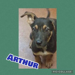 A black and tan puppy named Arthur looking up at the camera.