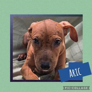 Aric, Labrador Retriever / Hound, puppy, available for adoption
