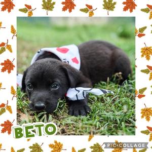 Beto, Labrador Retriever / Hound, puppy, available for adoption