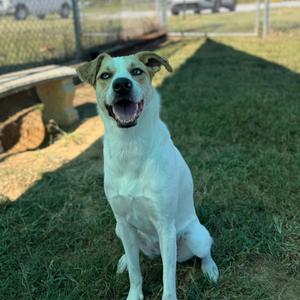 Winnie, Shepherd, Australian, adult, available for adoption