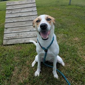 Winnie, Whippet, adult, available for adoption